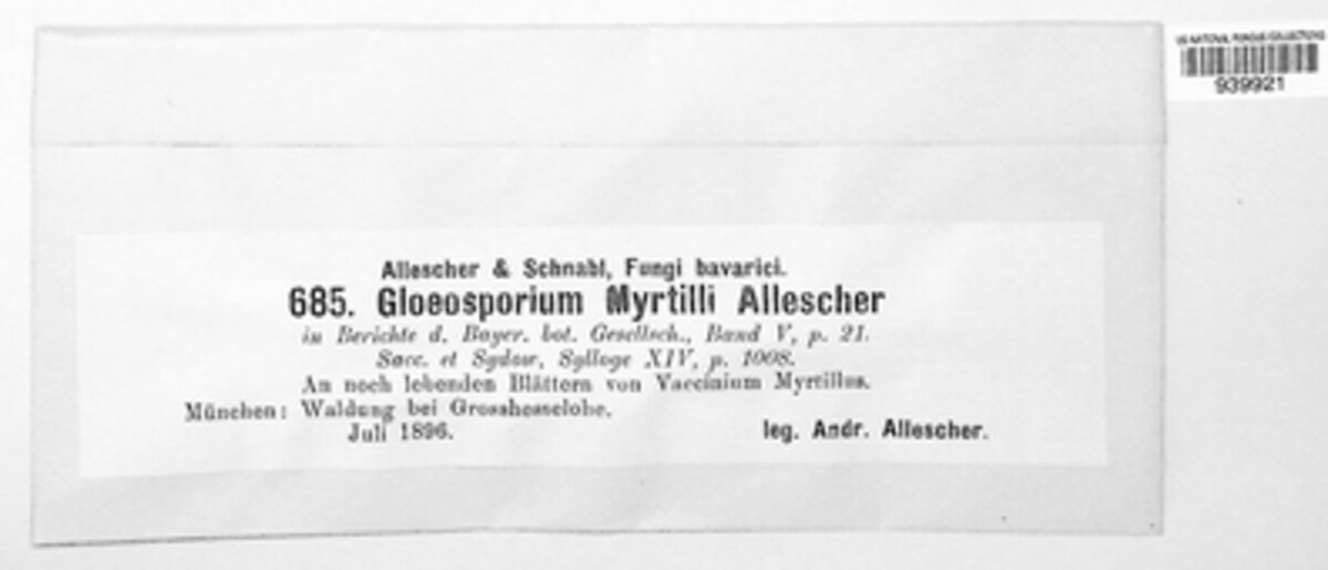 Gloeosporium myrtilli image